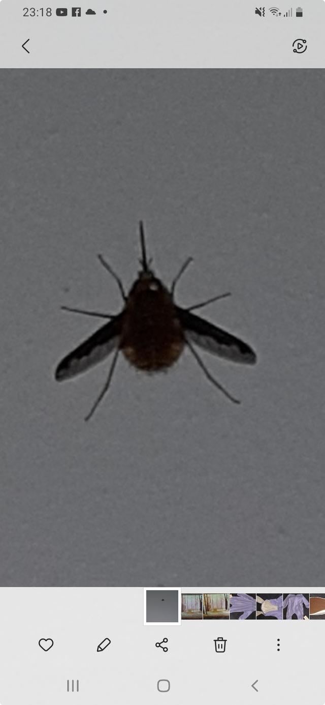 Picture for question