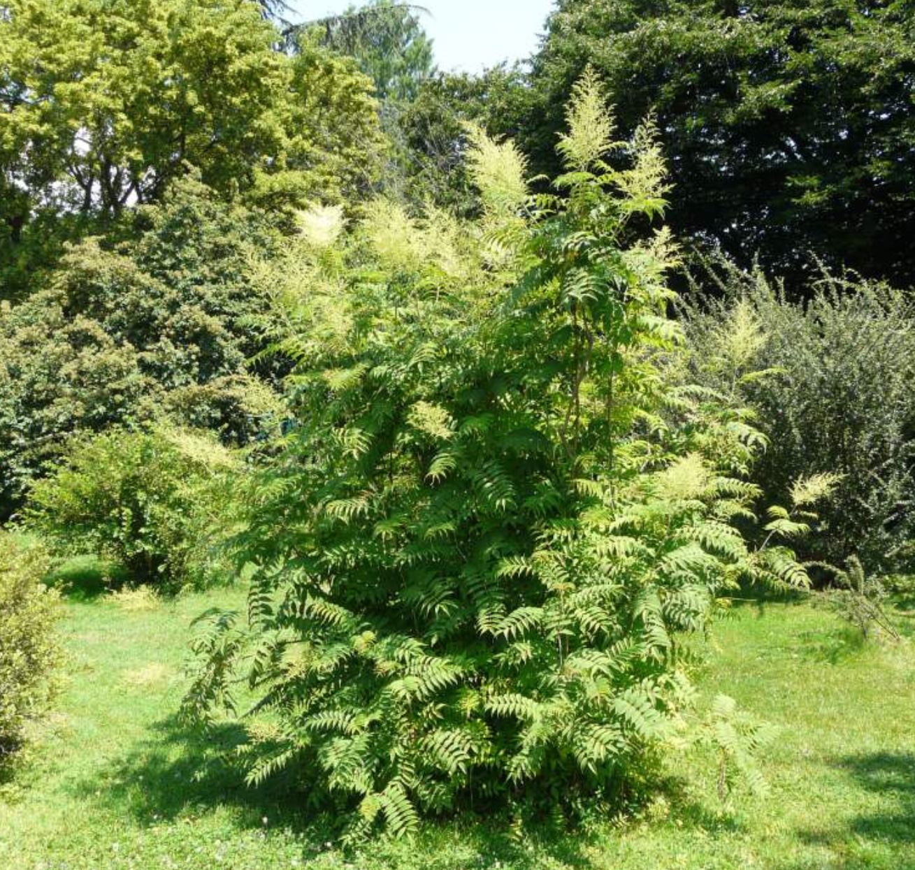 Plaatje bij antwoord