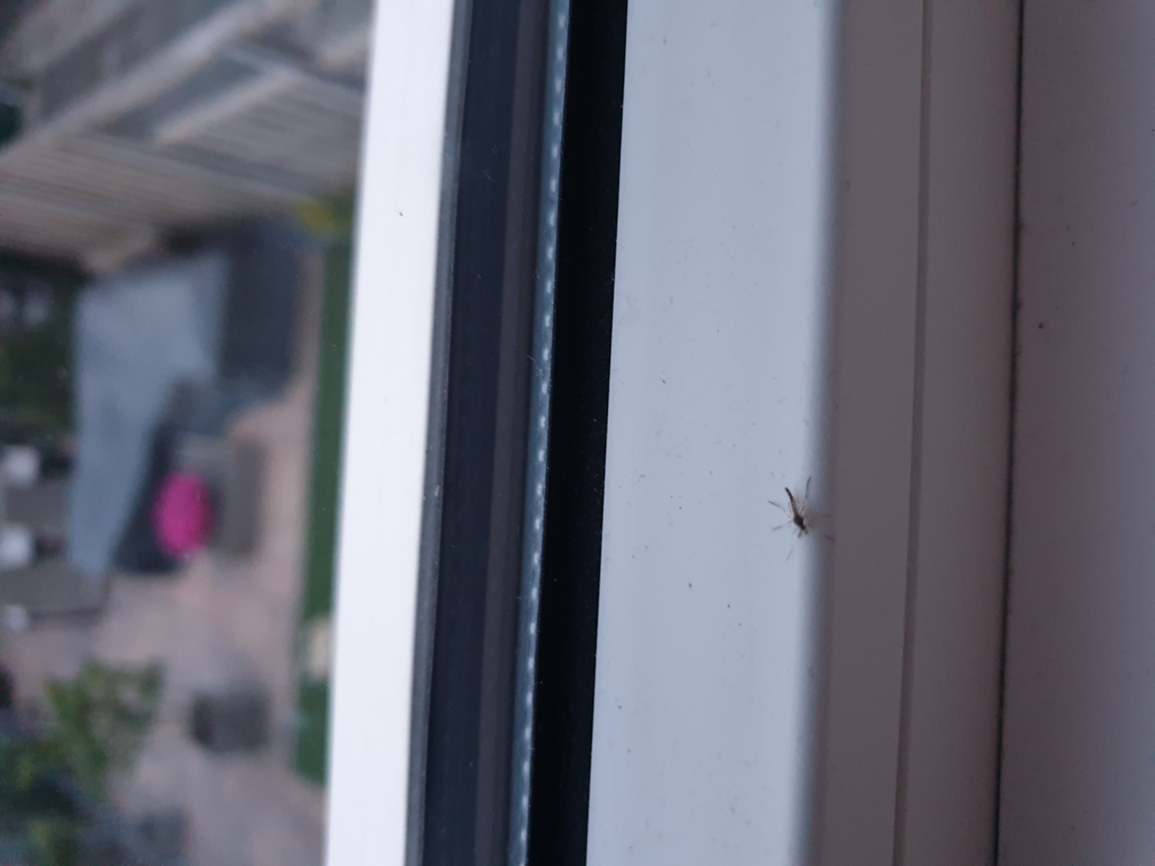 Picture for question