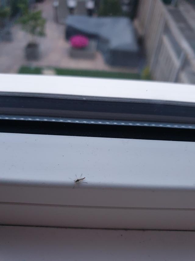 Picture for question