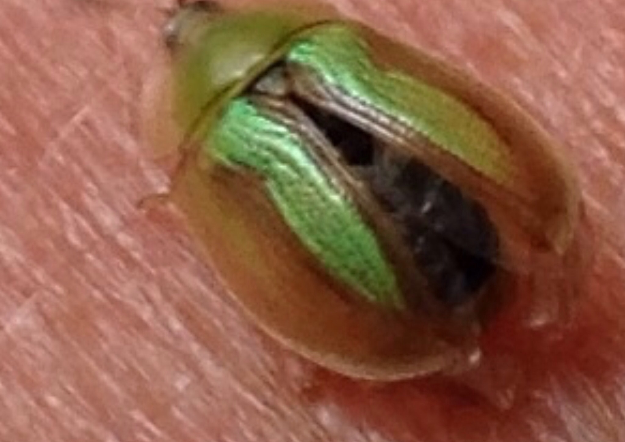 Picture for question