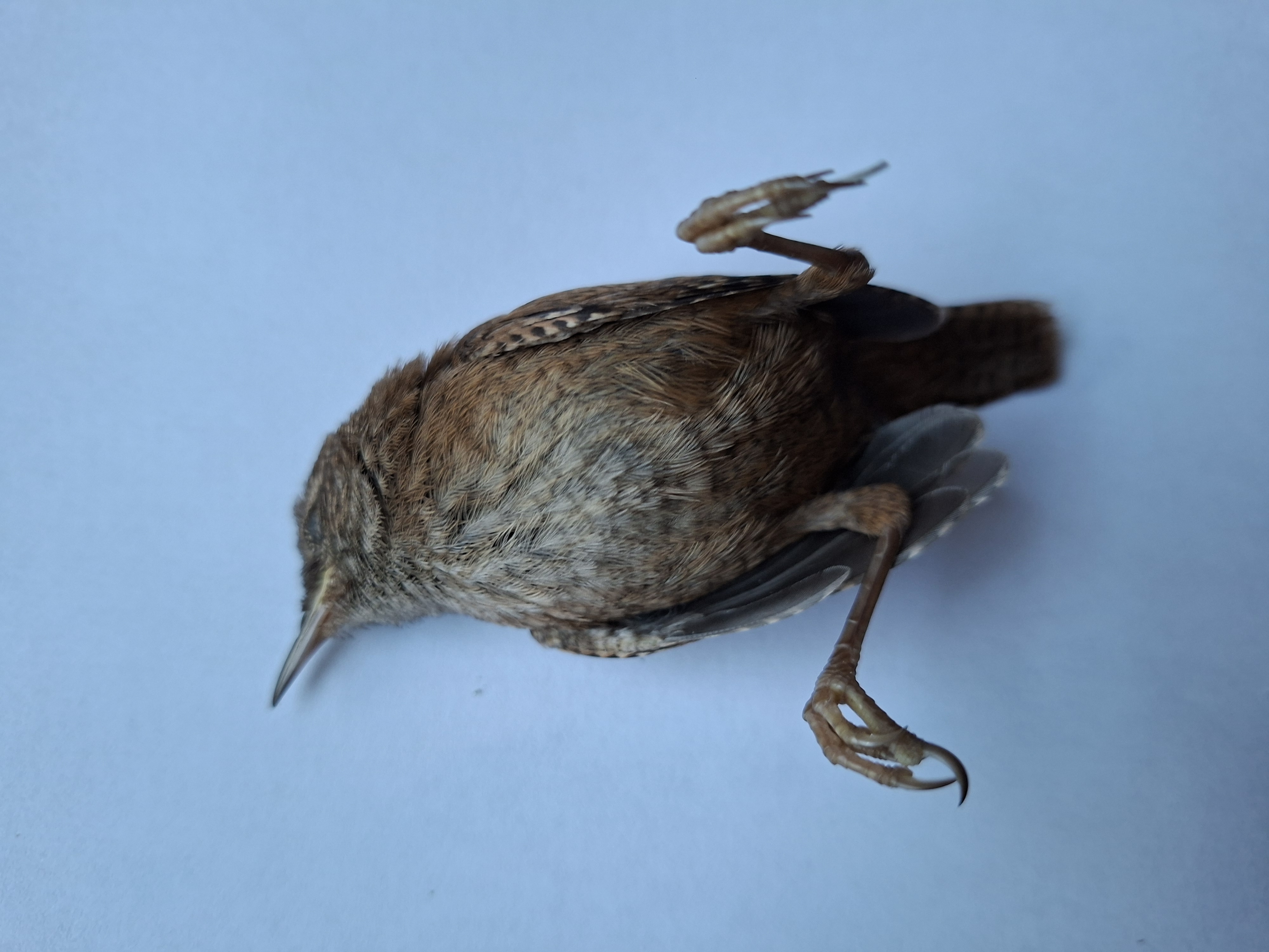 Picture for question