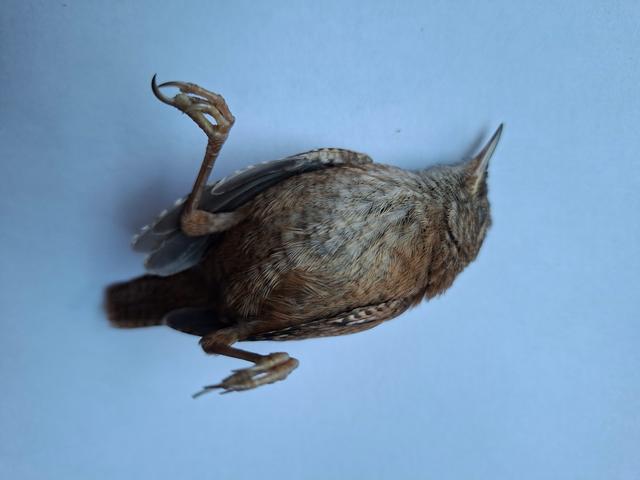 Picture for question