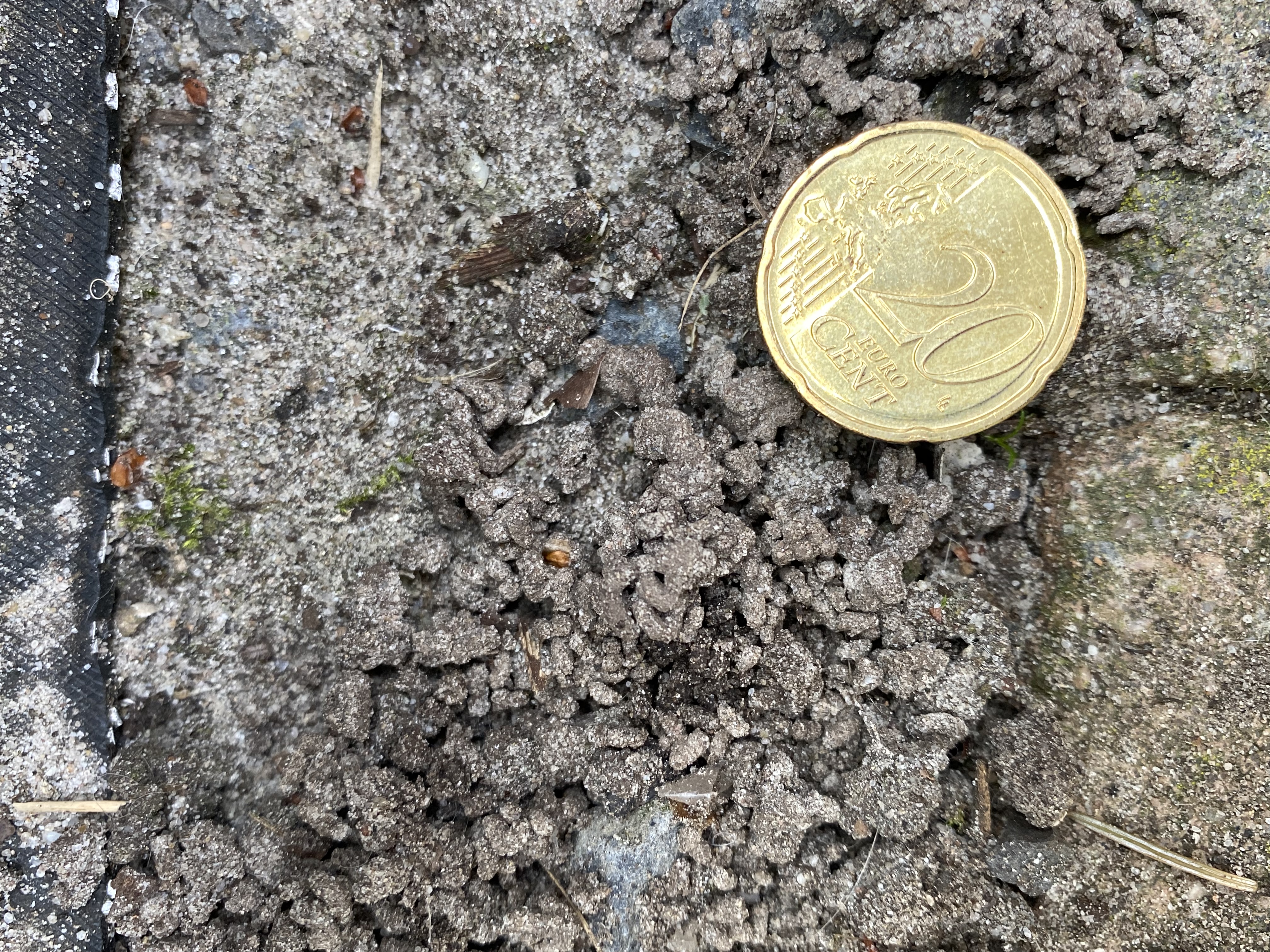 Picture for question