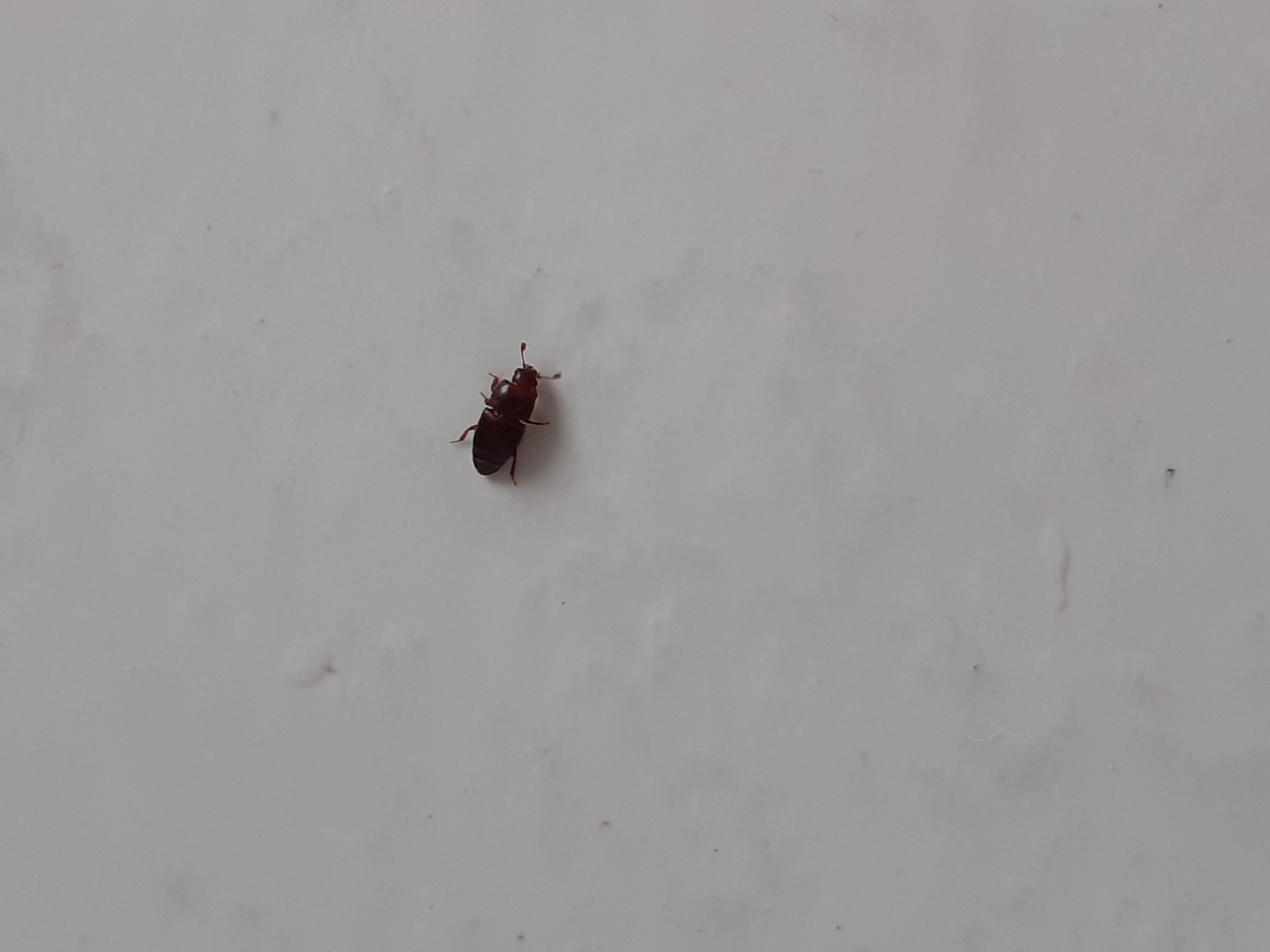 Picture for question