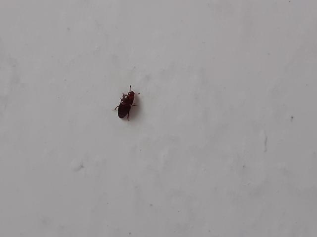 Picture for question