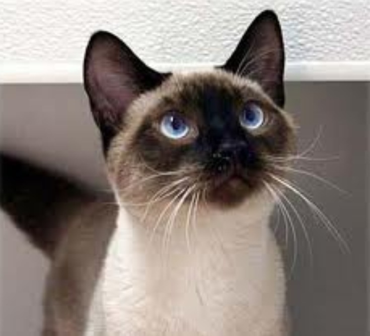 Plaatje bij antwoord