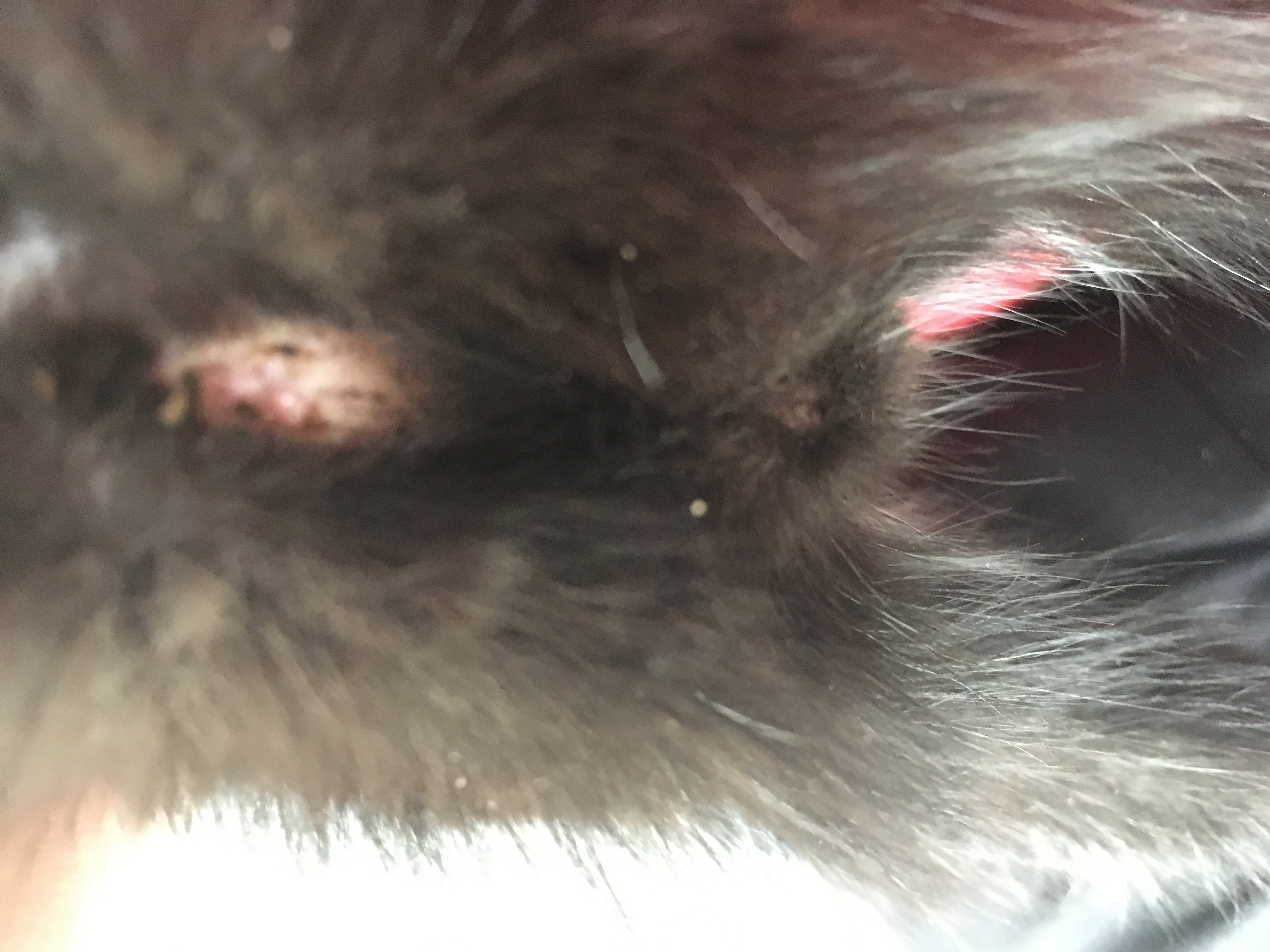 Picture for question