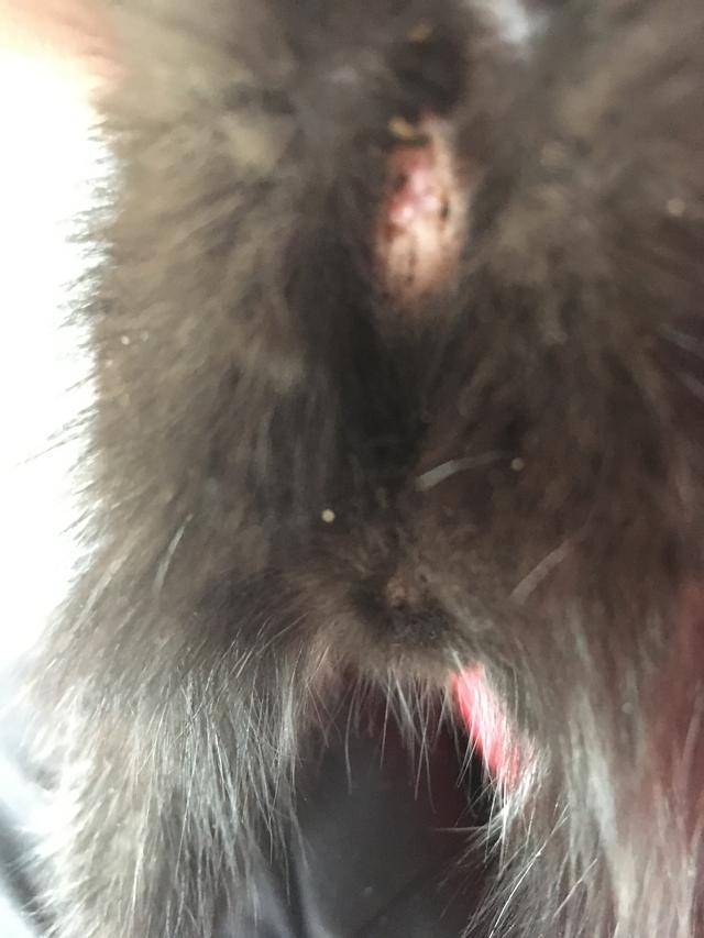 Picture for question