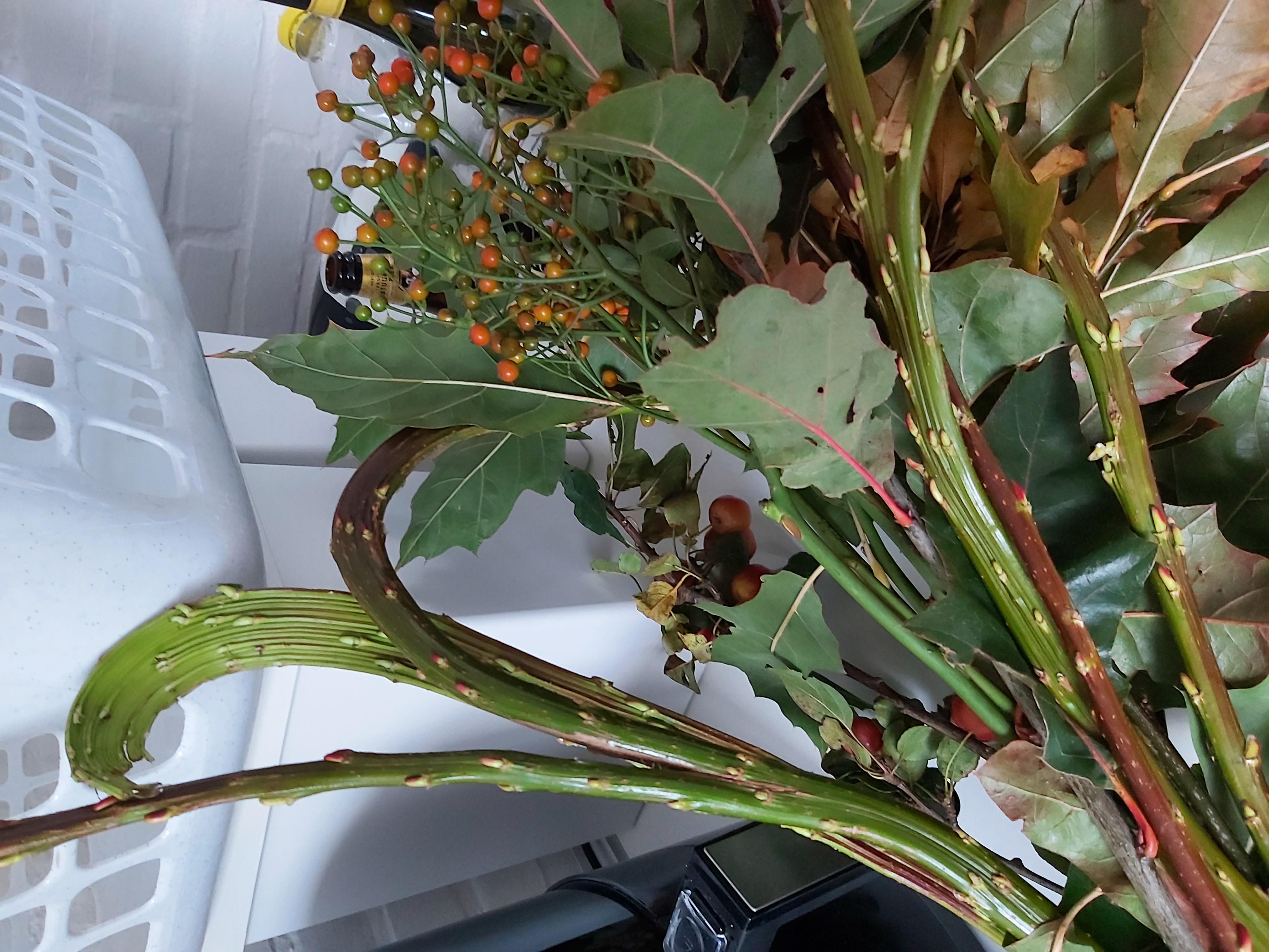 Picture for question