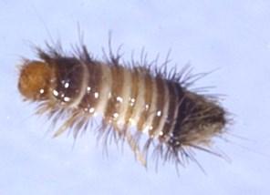 Plaatje bij antwoord