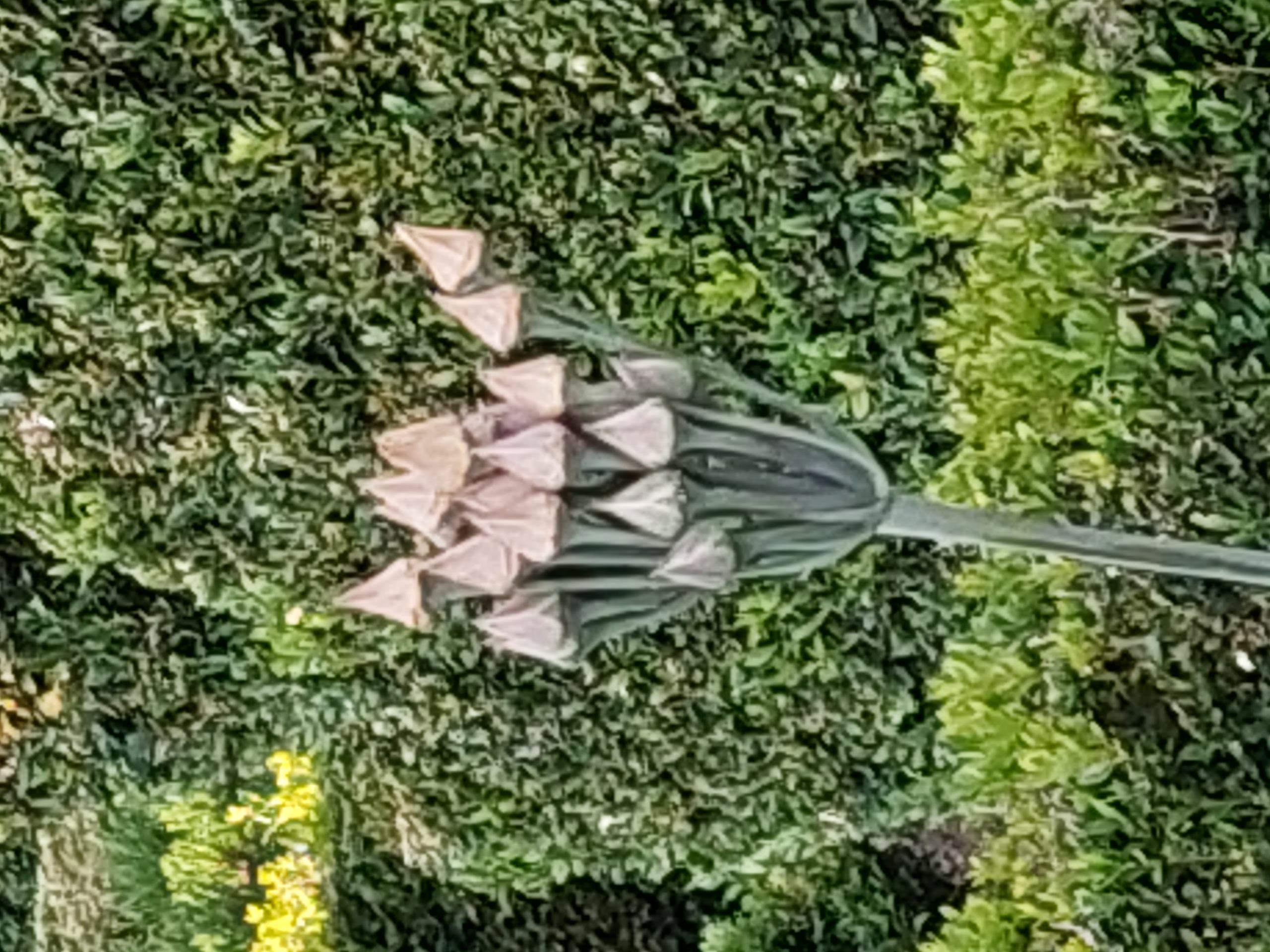 Picture for question