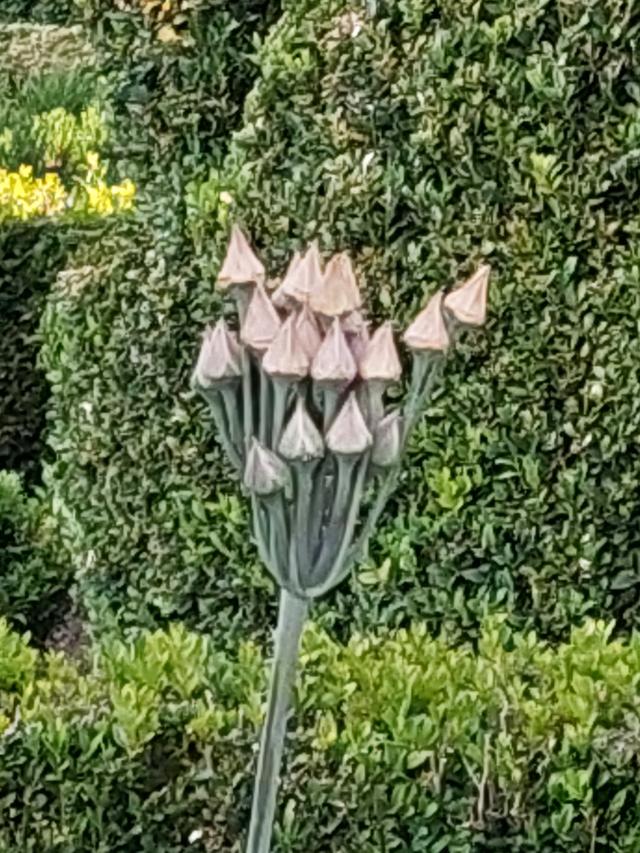 Picture for question