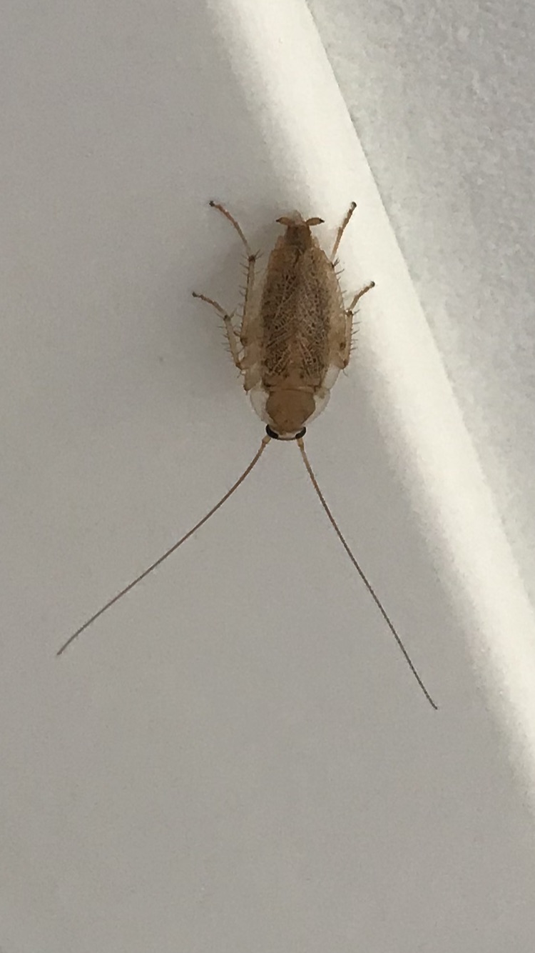 Picture for question