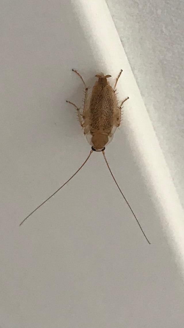 Picture for question