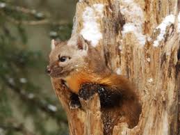 Plaatje bij antwoord