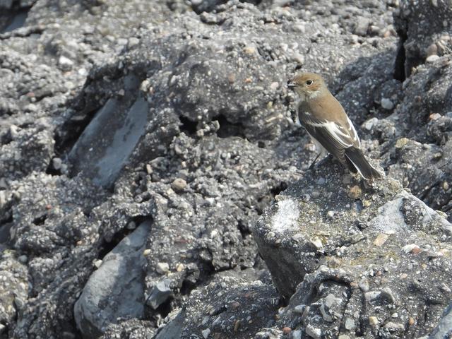 Picture for question