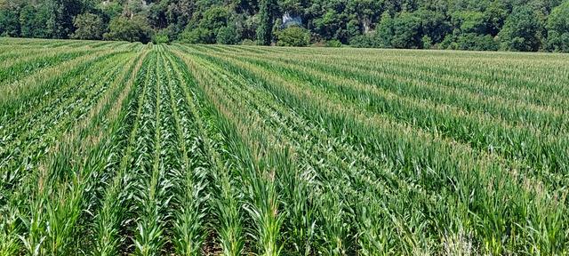 Picture for question