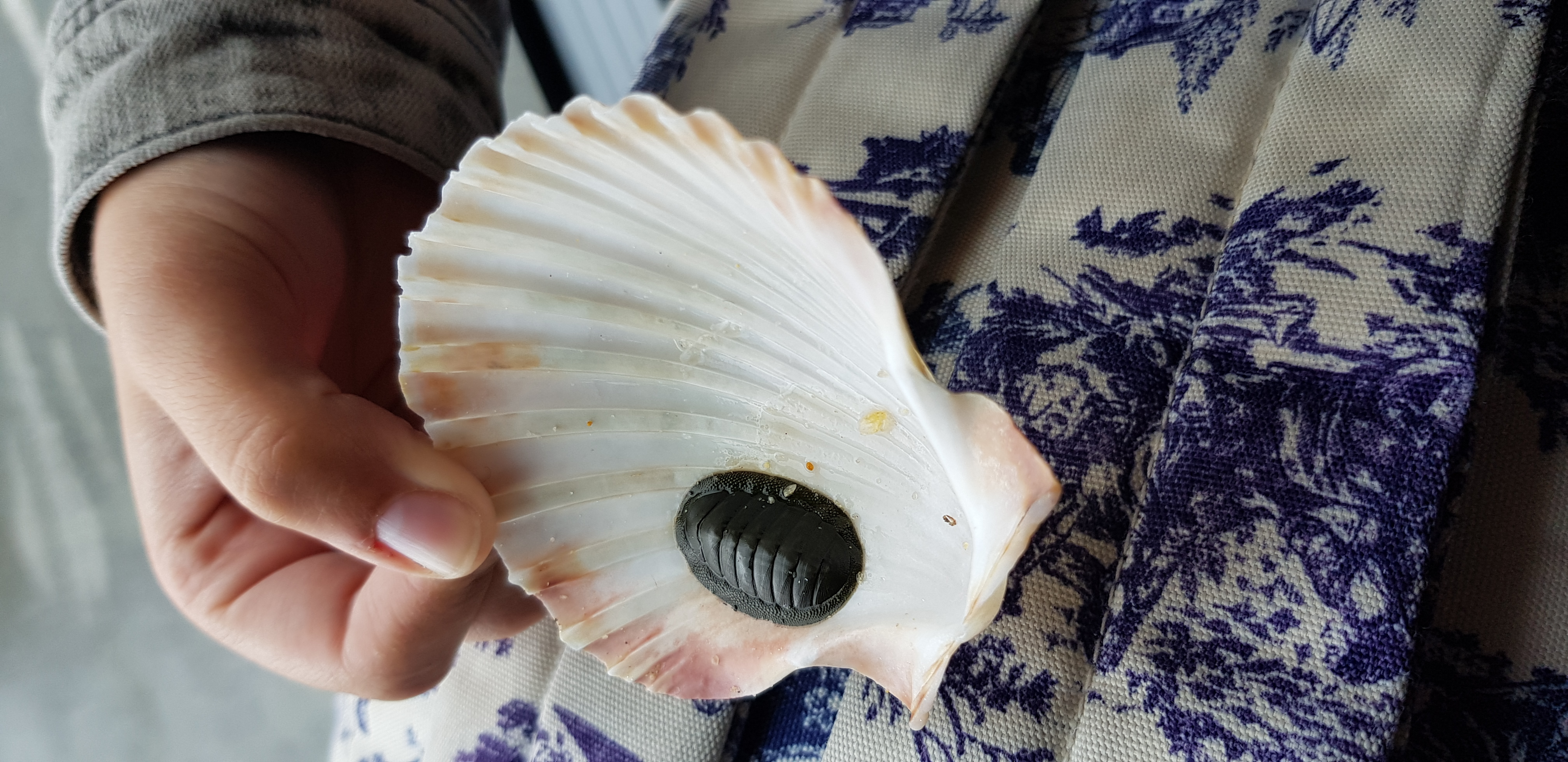 Picture for question