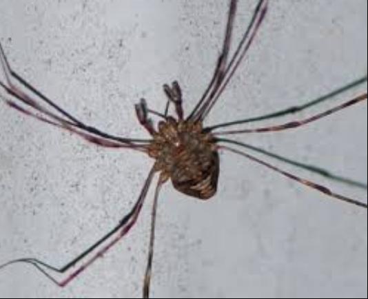 Plaatje bij antwoord