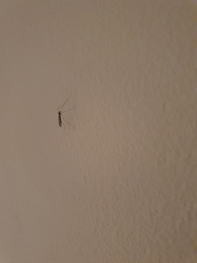 Picture for question