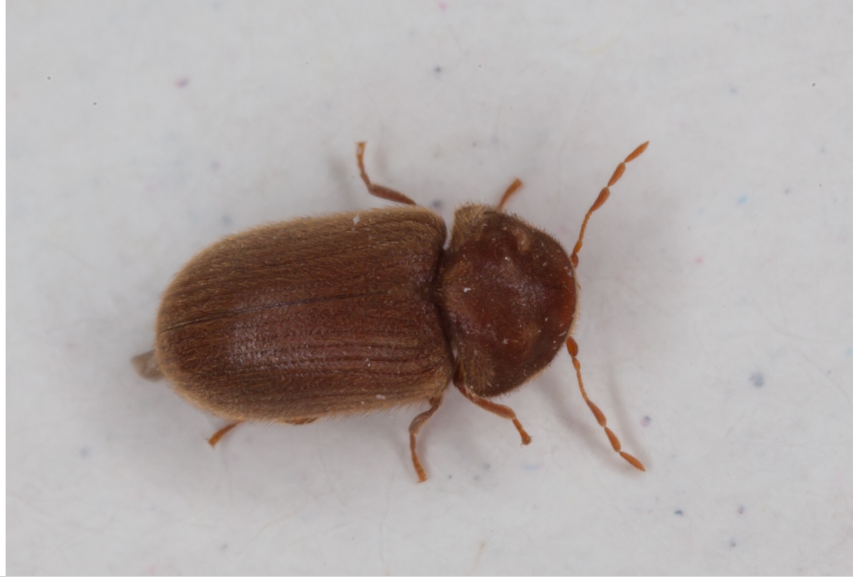 Plaatje bij antwoord