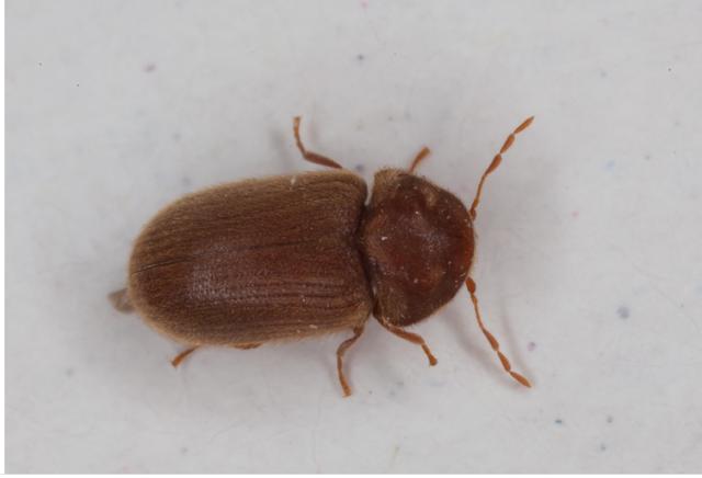 Plaatje bij antwoord