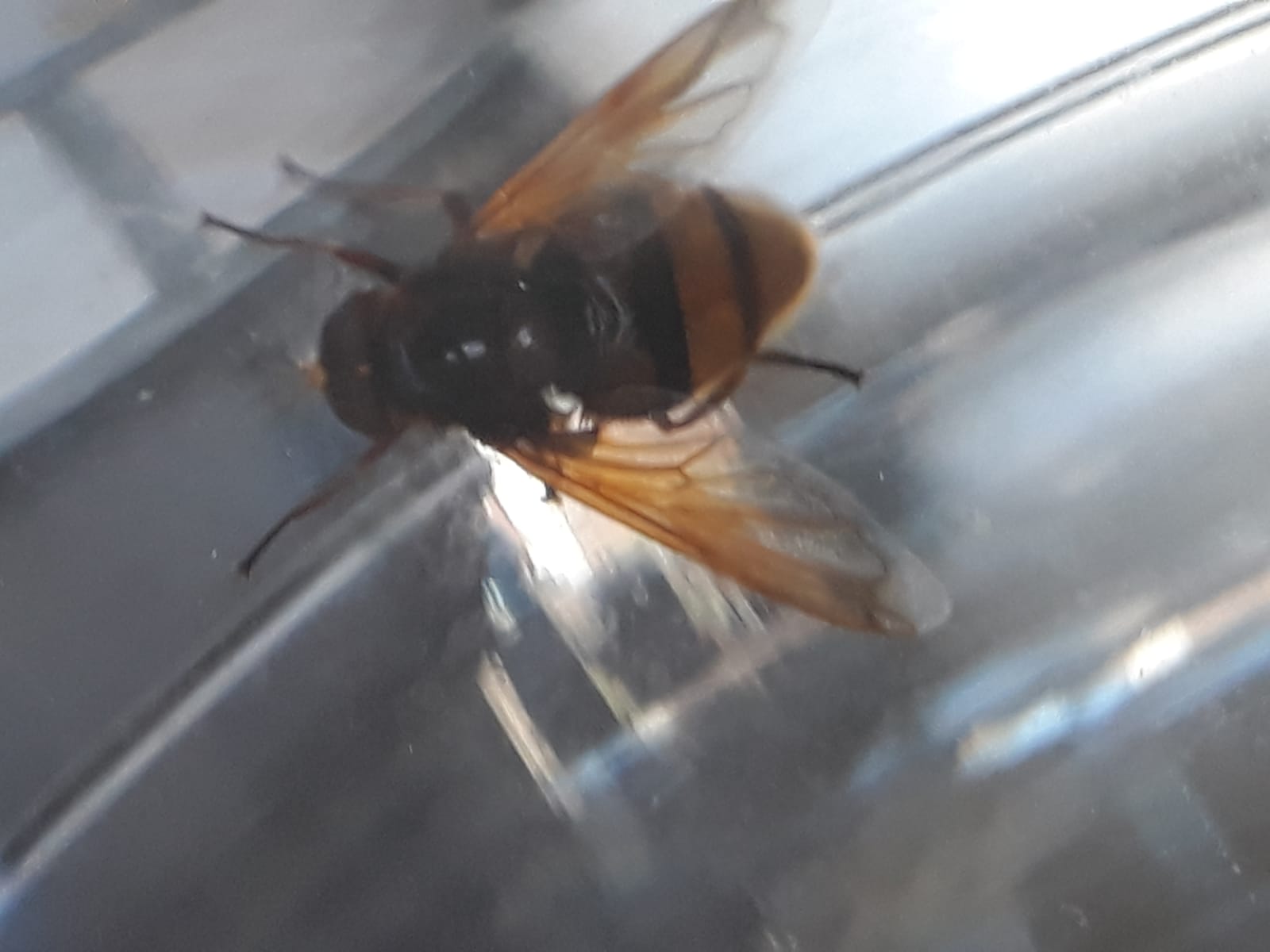 Picture for question