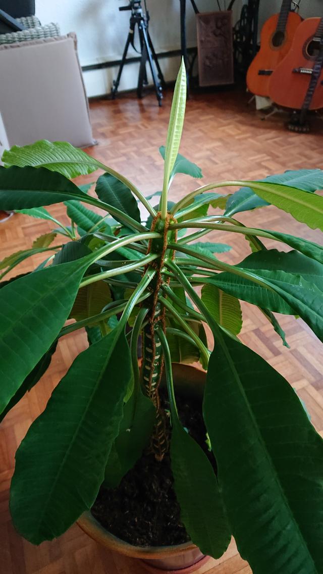 Picture for question