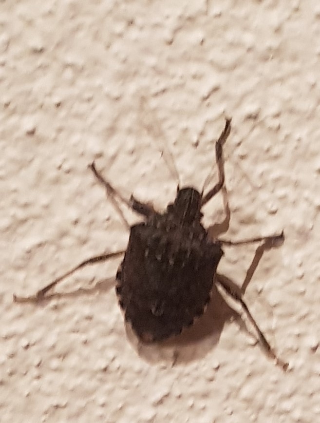 Picture for question