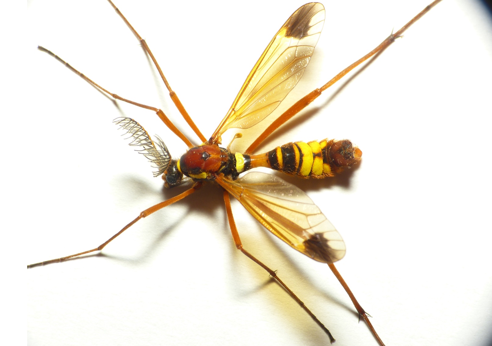 Plaatje bij antwoord