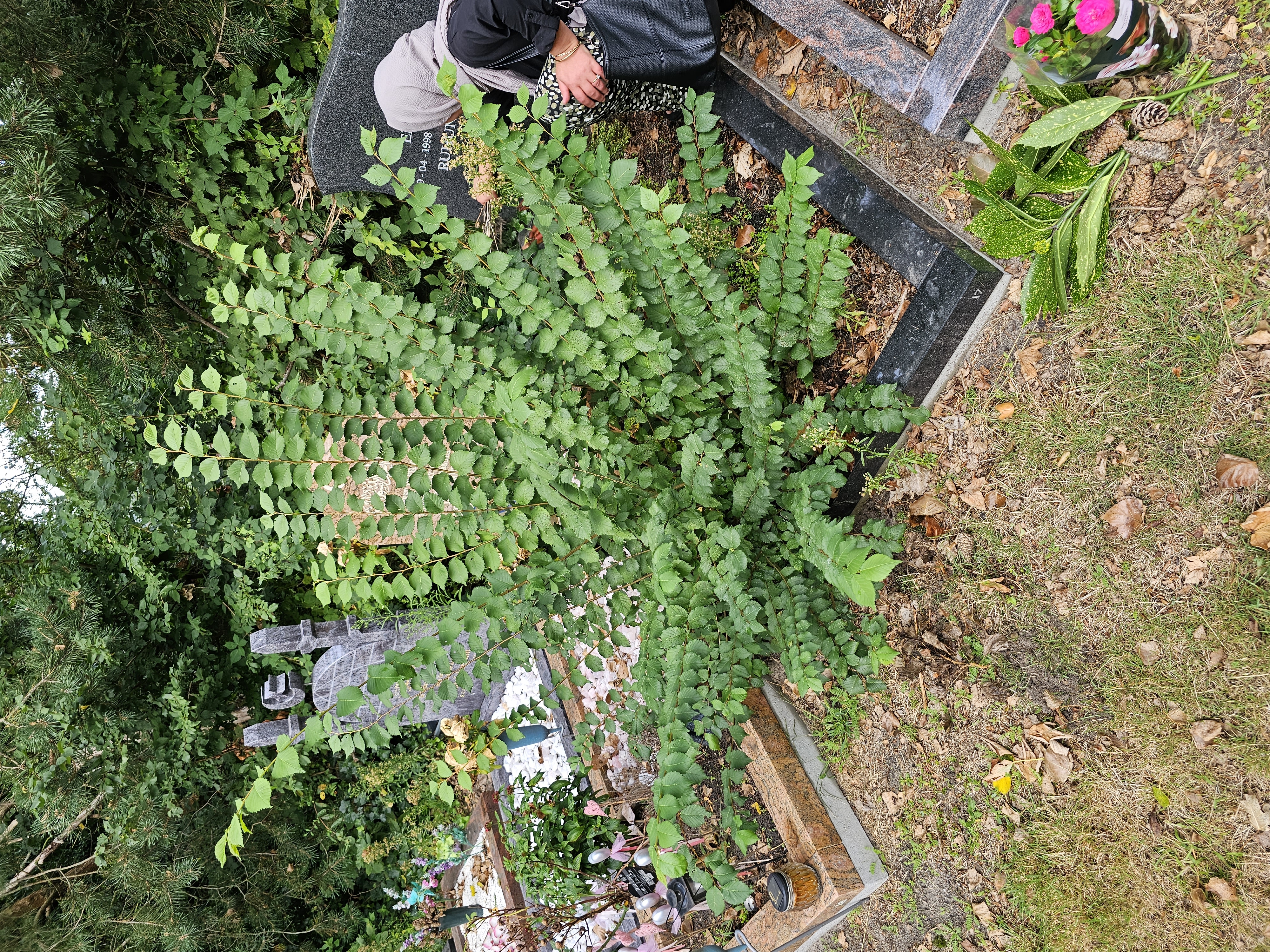 Picture for question