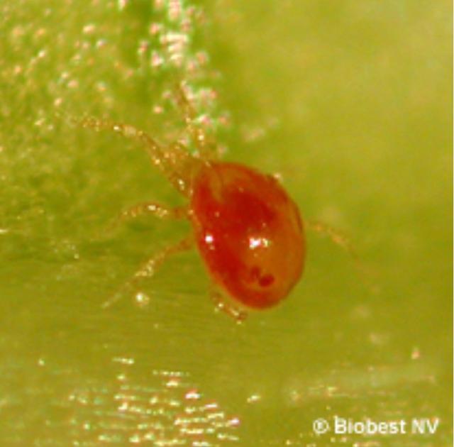 Plaatje bij antwoord