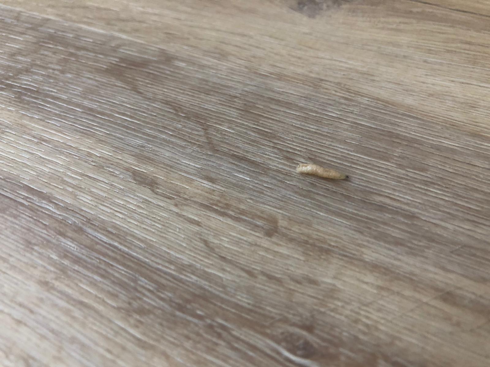 Picture for question