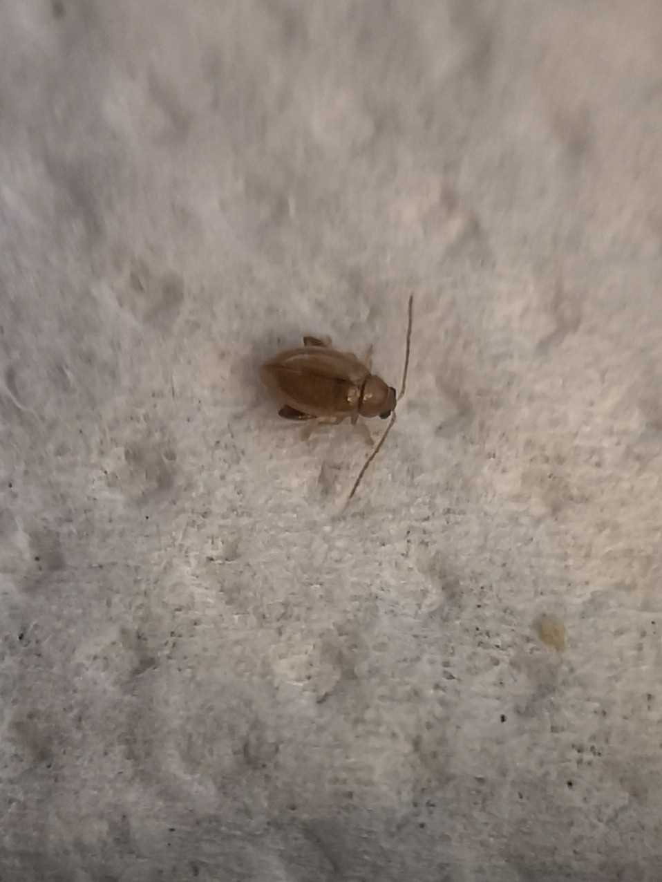 Picture for question