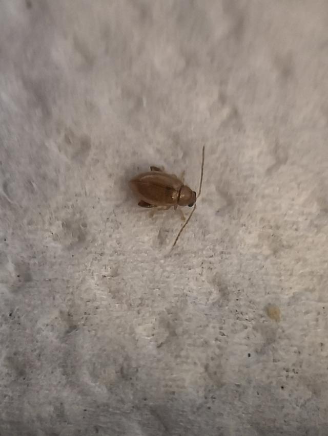 Picture for question