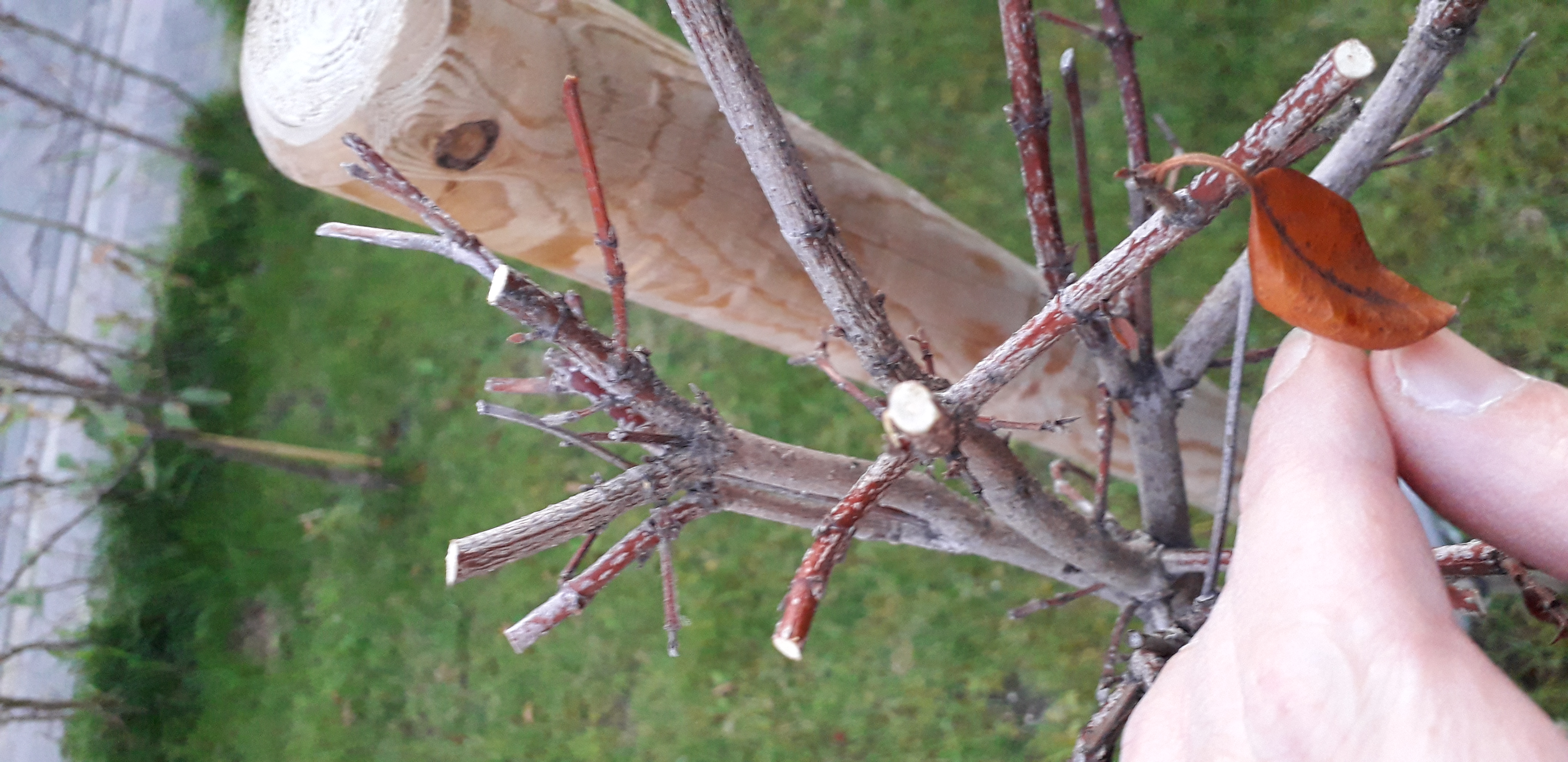 Picture for question