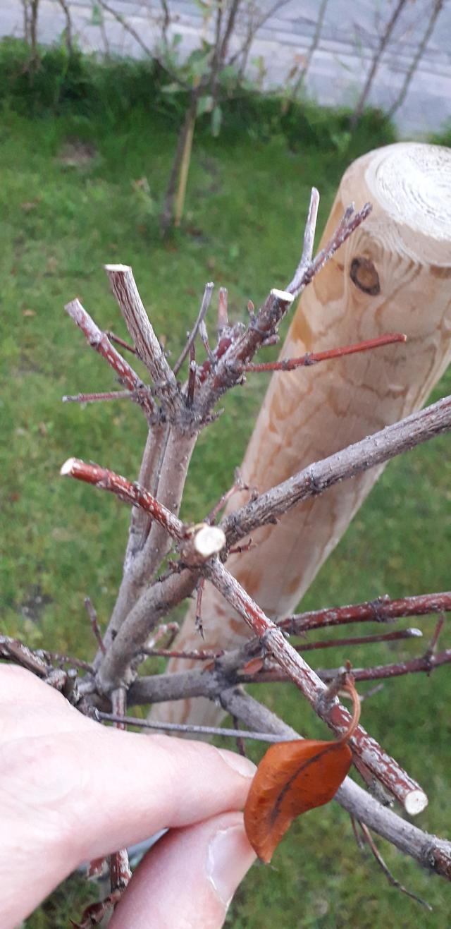 Picture for question