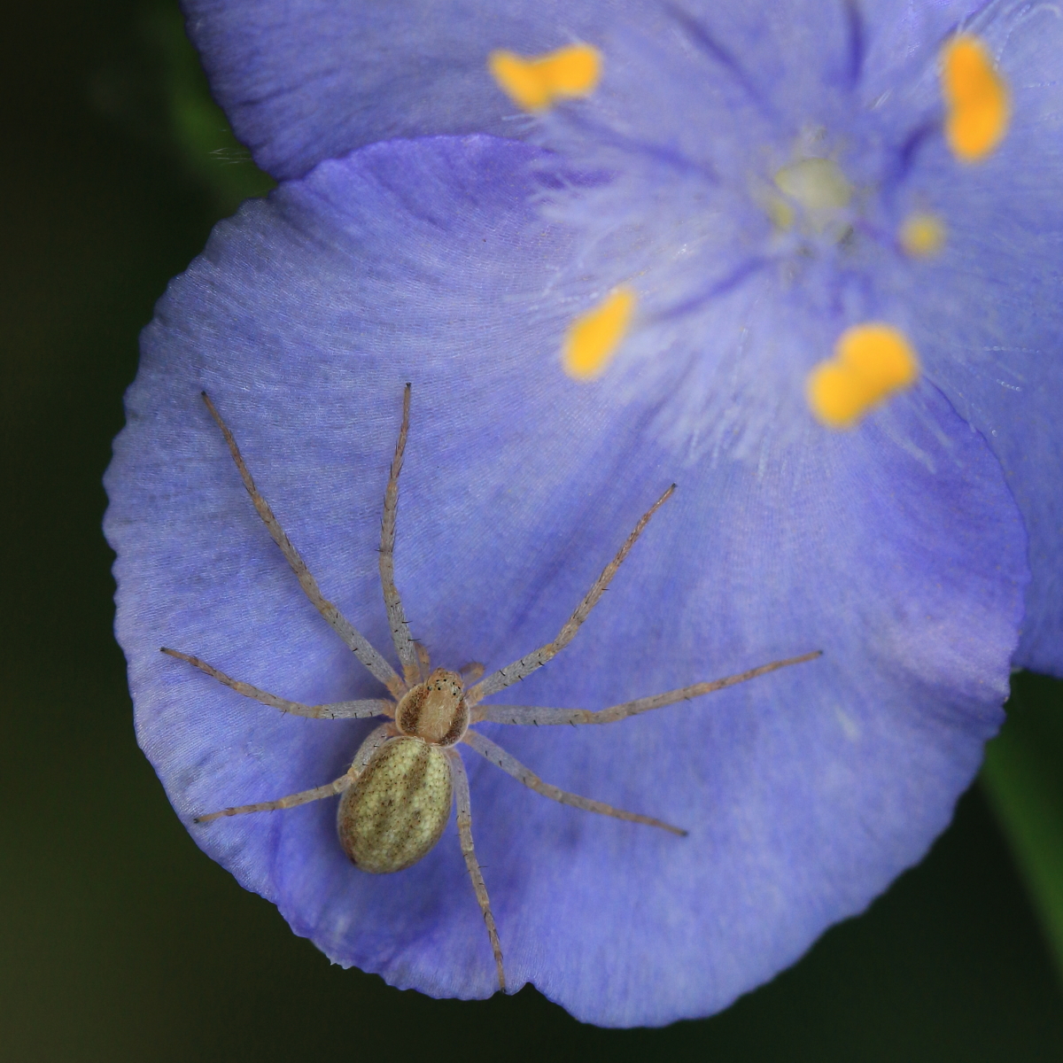 Picture for question