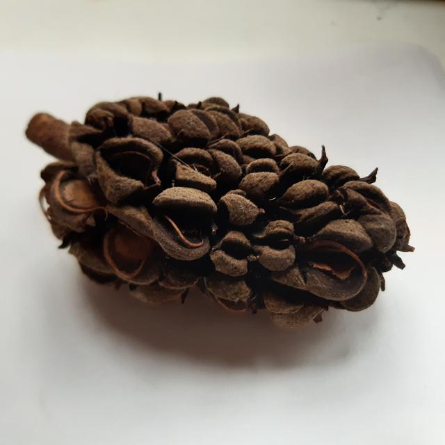 Picture for question