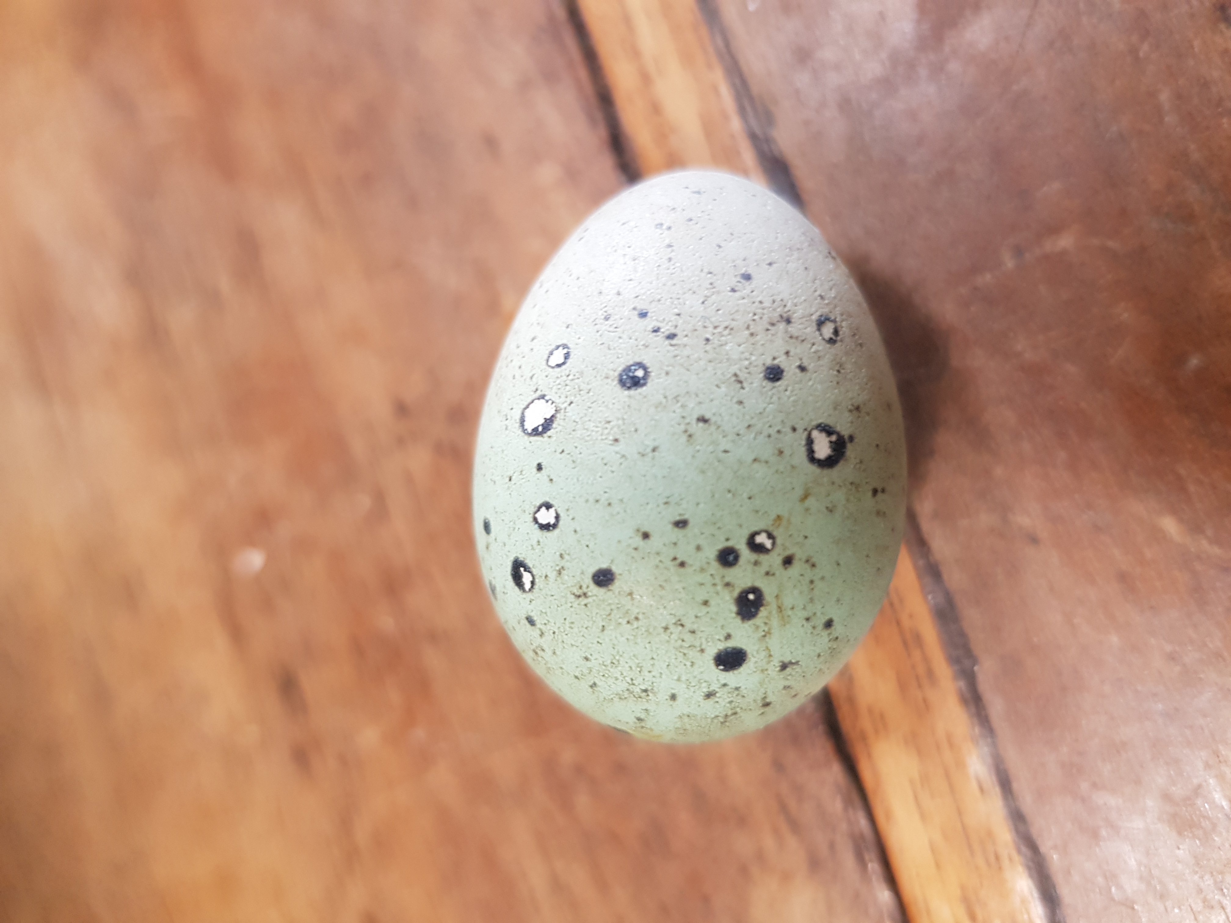 Picture for question