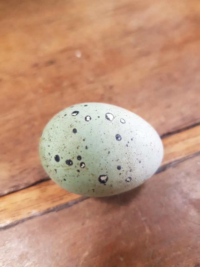 Picture for question