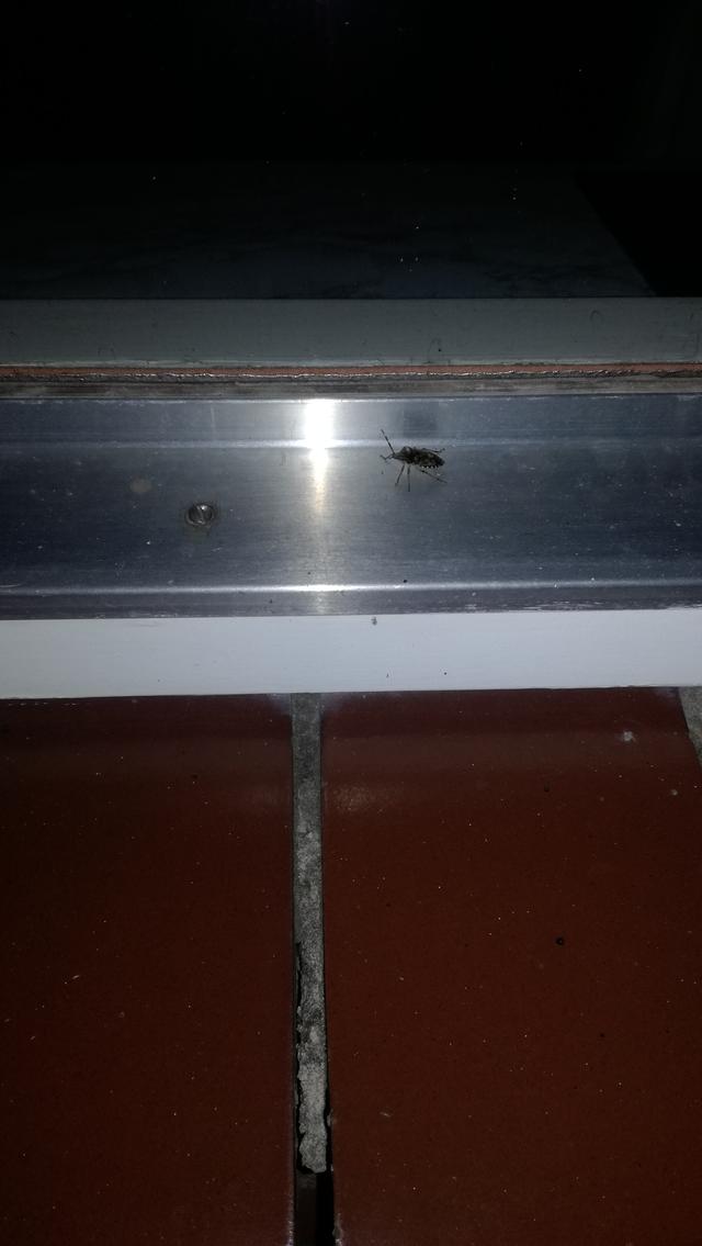 Picture for question