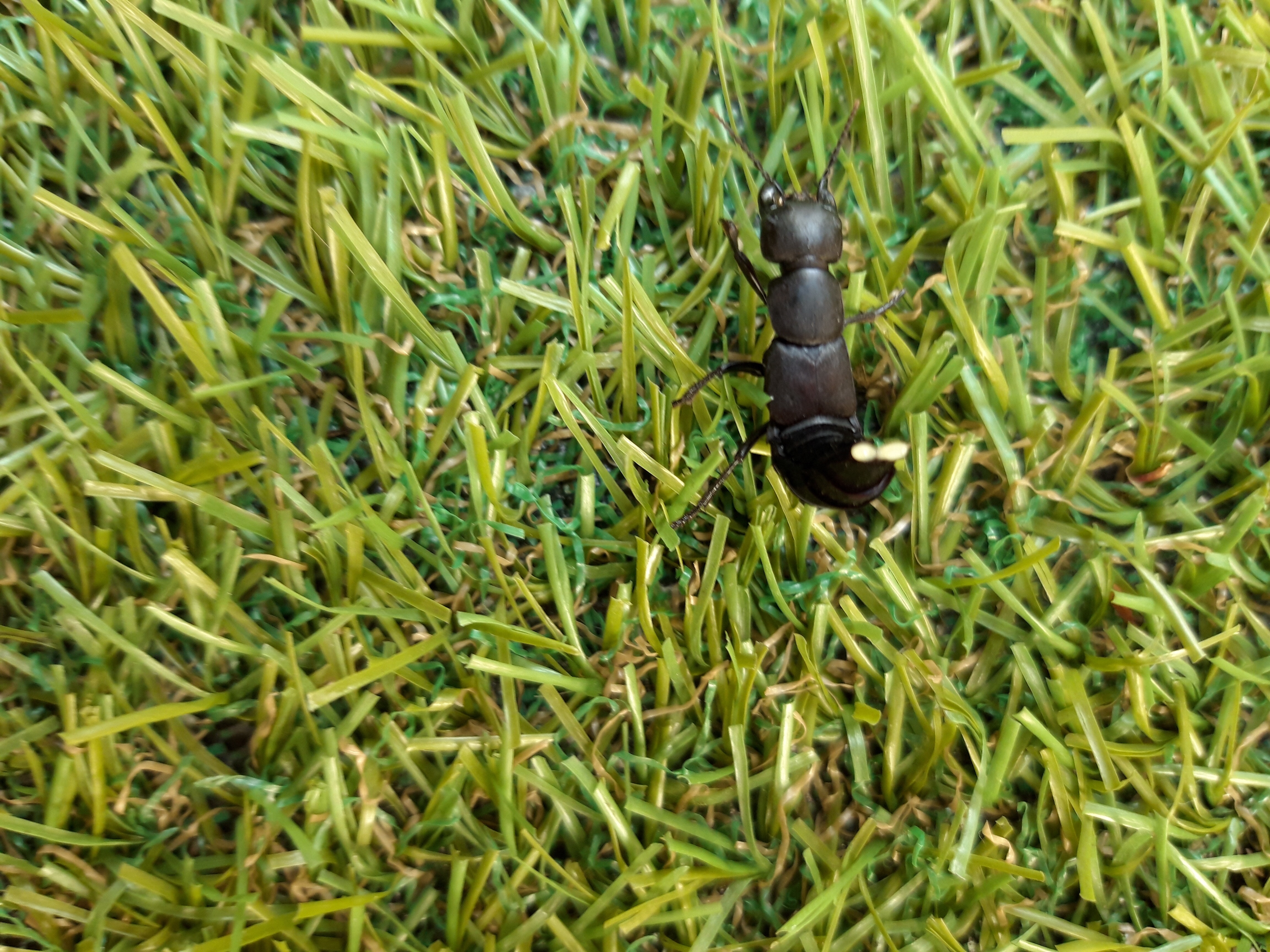 Picture for question