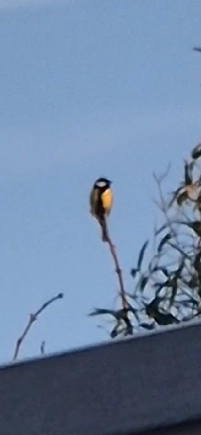 Picture for question