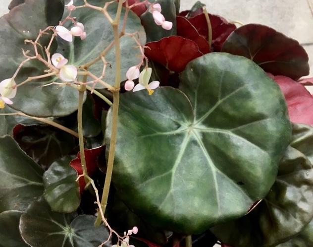 Plaatje bij antwoord