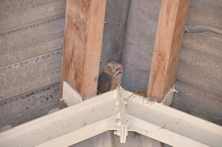 Picture for question