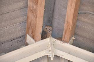 Picture for question