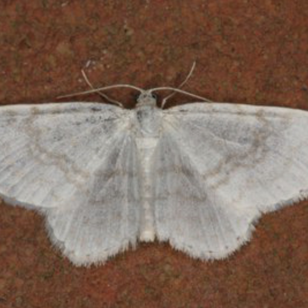 Plaatje bij antwoord