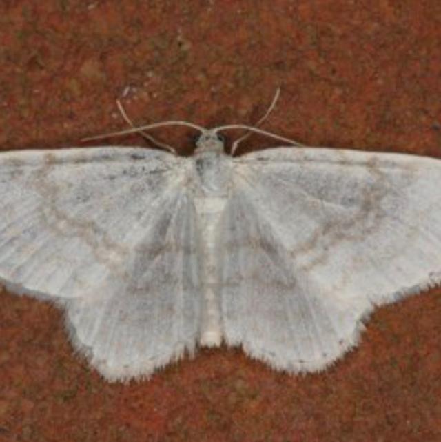 Plaatje bij antwoord